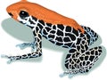 Arrow Poison Frog Illustration