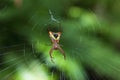 Arrow-shaped micrathena spider