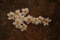 Arrow sign made white daffodil flowers on a wooden background. White arrow going left. Royalty Free Stock Photo