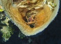 Arrowhead Crab in an Azure Vase Sponge - Roatan, Honduras Royalty Free Stock Photo