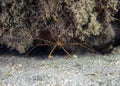 An Arrowhead Crab (Stenorhynchus seticornis) in Florida Royalty Free Stock Photo