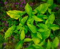 Arrowhead Green Plant Royalty Free Stock Photo