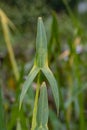 Arrowhead Sagittaria sagittifolia, arrowhead-shaped leaf Royalty Free Stock Photo