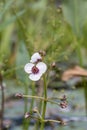 Arrowhead Sagittaria sagittifolia, male flower and buds Royalty Free Stock Photo
