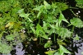 Arrowhead - Sagittaria sagittifolia, Norfolk, England, UK Royalty Free Stock Photo