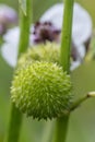 Arrowhead Sagittaria sagittifolia, seed head Royalty Free Stock Photo
