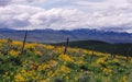 Arrowleaf Balsamroot Blooming in Idaho