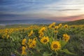 Arrowleaf Balsamroot at Columbia Hills State Park Royalty Free Stock Photo