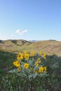 Arrowleaf Balsamroot flowers on Sage Hills Trail in Wenatchee Royalty Free Stock Photo