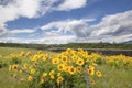 Arrowleaf Balsamroot Wildflowers at Rowena Crest Royalty Free Stock Photo