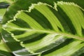 Arrowroot leaves Royalty Free Stock Photo