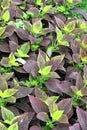 Arrowroot leaves