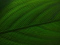 Arrowroot plant leaf pattern, gree background