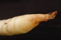 Arrowroot tuber. Royalty Free Stock Photo