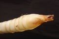 Arrowroot tuber. Royalty Free Stock Photo