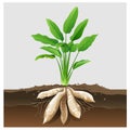 Arrowroot tuber plant