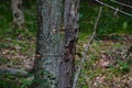 Arrows cluster in striped maple target, Adirondack autumn