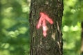 Arrows marking the hiking trail spring on a tree. Lithuania Royalty Free Stock Photo