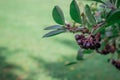 Arrowwood (Viburnum) black berrys on green branch in a garden