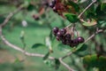 Arrowwood (Viburnum) black berrys on green branch in a garden