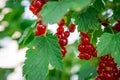 Red currant berrys on green branch in a garden