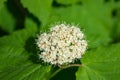 Arrowwood - Viburnum dentatum