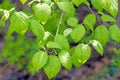 Arrowwood viburnum leaves