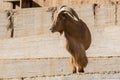 Arrui also known as Barbary Sheep Royalty Free Stock Photo