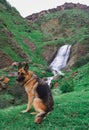 German Shepherd in the background of the waterfall. Arshin Waterfall in Georgia, on the way to Tbilisi. Georgian military road Royalty Free Stock Photo