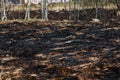 Arson dry grass, forest