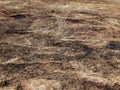 Arson grass in spring on the field Royalty Free Stock Photo