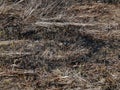 Arson grass in spring on the field Royalty Free Stock Photo