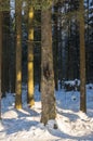 Flaming of resinous spruce bark. Frosty sunny winter day in the coniferous forest.