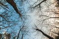 Art, abstract and artistic fisheye view. Forest and tree branch Royalty Free Stock Photo