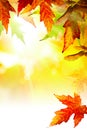 Art abstract Autumn background with leaves Royalty Free Stock Photo