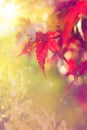 Art abstract autumn background Royalty Free Stock Photo