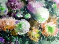 Watercolor art background abstract floral flower aster white pink violet wet wash blurred fantasy Royalty Free Stock Photo