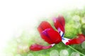 Art abstract background with spring floral motive Royalty Free Stock Photo