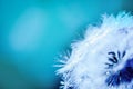 Art, abstract macro dandelion . Blue Drops of dew close up. Summer Freedom Concept. Design Element. Rain, beautiful bokeh defocus