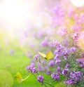 Art abstract spring Background; spring flower and butterfly Royalty Free Stock Photo