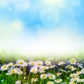 Art abstract spring background with white daisies