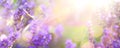 Abstract Spring or Summer floral background; beautiful lavender flower against evening sunny sky and fly butterfly; nature Royalty Free Stock Photo