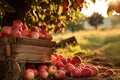 The art of apple harvesting, with baskets overflowing with apples in a beautiful autumn day. AI Generated