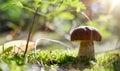 Art Autumn Nature background. Cep Porcini mushroom on the moss in sunny autumn forest Royalty Free Stock Photo