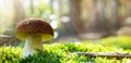 Art Autumn Nature background. Cep Porcini mushroom on the moss in sunny autumn forest Royalty Free Stock Photo