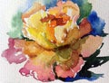 Watercolor art background colorful flower rose yellow tea