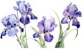 Art background plant nature floral summer blossom flower iris spring watercolor background Royalty Free Stock Photo