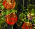 Art background from sliced vegetable