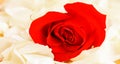 Art banner design of red roses and the paper heart on Valentine Day cup of coffee with a red rose.selectiv focus Royalty Free Stock Photo