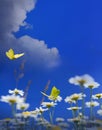 Art beautiful chamomile floral background; blooming flower meadow in spring on sunny blue sky background